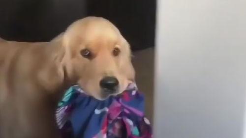 小狗眨眨眼爆料视频下载,揭秘萌宠眨眼瞬间下载热潮 第2张 小狗眨眨眼爆料视频下载,揭秘萌宠眨眼瞬间下载热潮 第2张